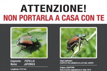 Lotte obbligatorie - Coleottero scarabeide del Giappone (Popillia japonica Newman)