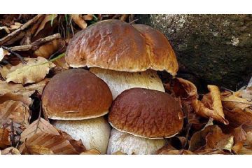 Raccolta funghi Anno 2026