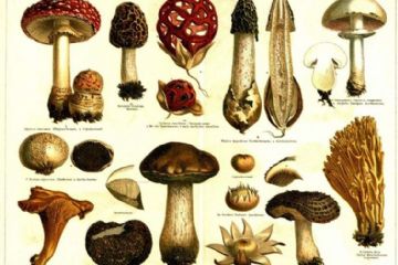 Funghi spontanei: precauzioni per la raccolta e il consumo