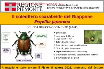 Emergenza dell’insetto nocivo Popillia japonica
