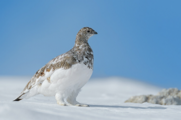 La pernice bianca (Lagopus muta) che popola le zone ad alta quota al di fuori del limite del bosco
